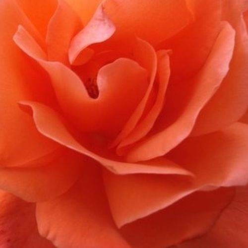 Rosa Alexander™ - rosa de fragancia discreta - Árbol de Rosas Híbrido de Té - rosal de pie alto - naranja - Harkness & Co. Ltd- forma de corona de tallo recto - Rosal de árbol con forma de flor típico de las rosas de corte clásico.